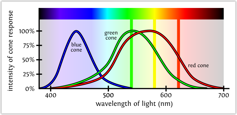 A graph with wavelengths of light from 320 to 700 nanometers on the x axis, and intensity percentages on the y axis. There are three different curves; one in blue, one in green, one in red. All three curves are bell-shaped, all peaking at 100% but at different x values. The curves overlap enough so that except for the very edges, there is no wavelength at which all of the curves are zero.