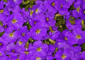 a group of purple flowers